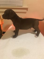 American bully pups for cheap