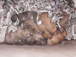 **Ready for my NEW HOME** ABKC & UKC American bully pups