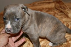 Bullys pups for sale