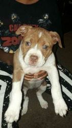 7wk old female, Red nose blue bully gottie FOR SALE $500