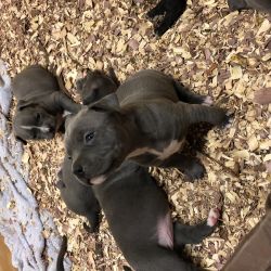 AKC Exotic bully pups