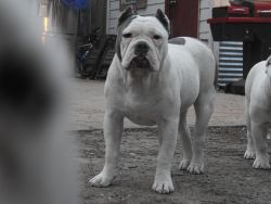 Blue and white Bully Male for sale Cheap