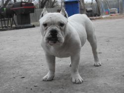All white American Bully Exotic Male