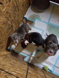 Tri bully pups