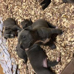 American Bully’s puppies
