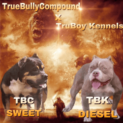 True Bully Compouns Sweet X TruBoy Kennels Diesel