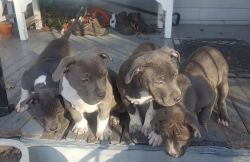 American Bully Pups For Sale