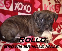 American Bully Puppies Ready To Go