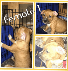 Exotic American Bully's