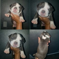 American Bully Puppied