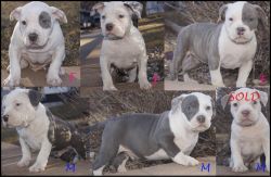 ***BOLOW GRAND PUPS AVAILABLE NOW- INBRED DAX PRIMO