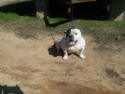 Bully stud rolow son