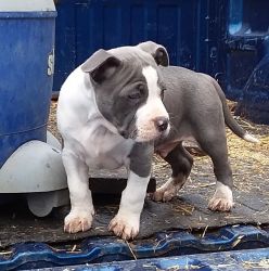 Blue American bully puppies