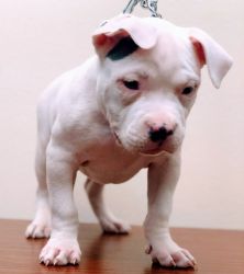 American bully male pup
