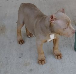 Purple Tri an Blue Tri Puppies UKC An ABKC Papers