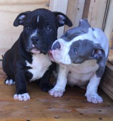 UKC Registered American Bully Puppies