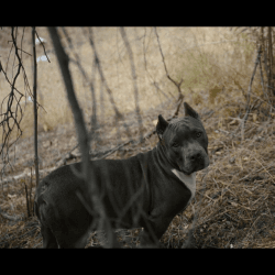 1 year old american bully male UKC