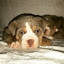 American Bully blue nose and purple nose boys and girls availible