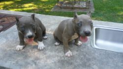 Pocket bullies with head bone and muscle tone