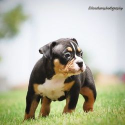 Exotic American Bully Puppies