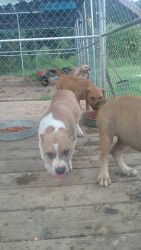 3 American Bullies puppies for sale