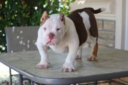 American bully pups available 4xlocolv