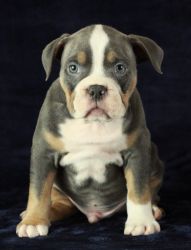 High Quality Exotic American Bully Pups