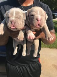 American bully pups