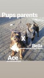 American Bully Pups are here!!!!
