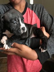 American Bully Puppies (pocket)! Great foundation!