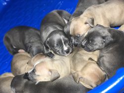 Ukc registered American bully puppies
