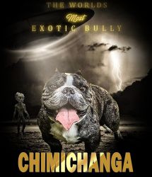 #CHIMICHANGA THE MERLE EXOTIC BULLY OPEN FOR STUD