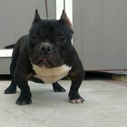 8mth old bully male forsale