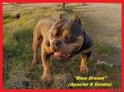 American Bully Male(EXOTIC) For Sale