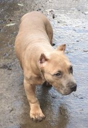 15 week old male American Bully puppy ABKC