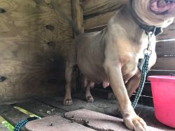 Pregnany Bully for Sale