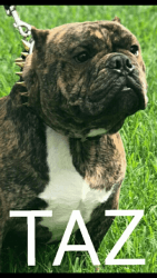 American Bully for sale/or stud