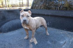 7 month old fawn American Bully Lucky Luciano granddaughter