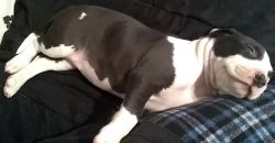 Female Pitbull puppy