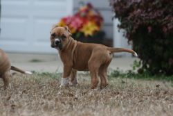 ABKC and UKC registered American Bully puppies