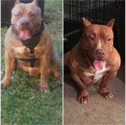 Bullies looking for new homes