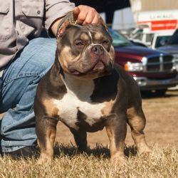 Grand Champion Kaos meets Lucci Direct Lucky Luciano Daughter