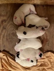 Beautiful 2 Week Old Bullyfarms Pups on the ground!!