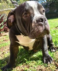Pocket American Bully male pup -5 months old
