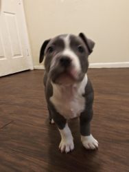 Female bully pup for sale