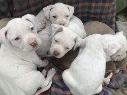 8 pit bull puppies
