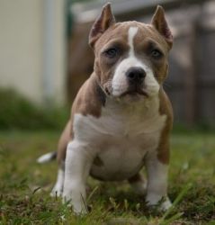 Amazing little American Bully puppies for sale.
