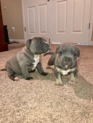 Adorable AKC American Bully pups. Call or text us at +1 2xx xx9-6xx1