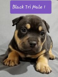 AMERICAN BULLY PUPPIES