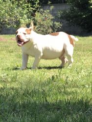American Bully for sale